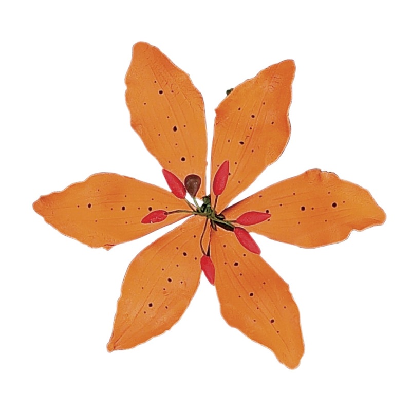 56- Tiger Lily - White