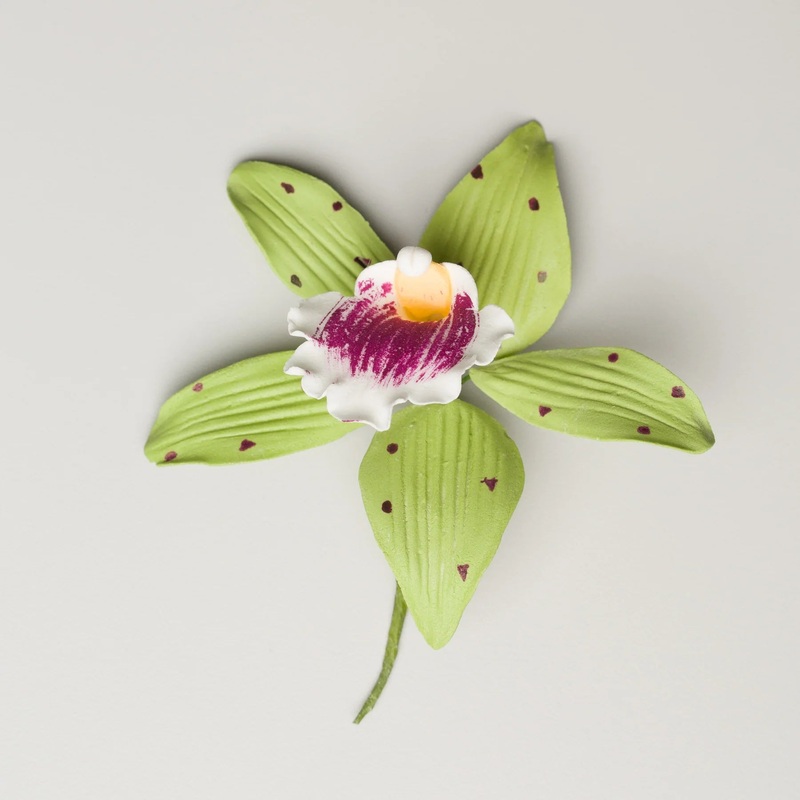 Phalaenopsis Orchid Green and Pink #89