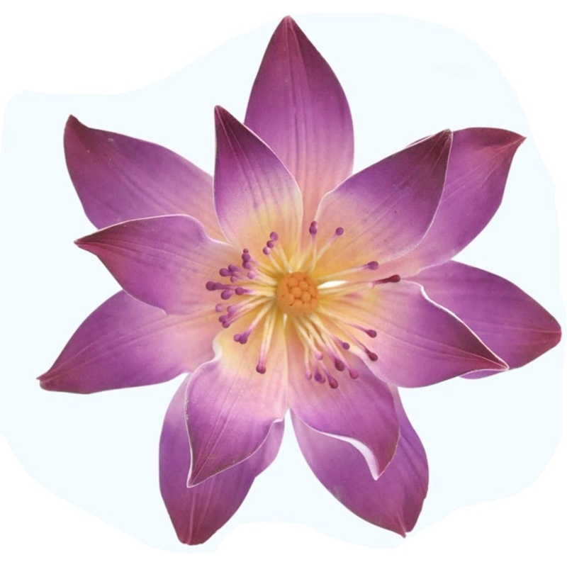 Tranquil Water Lily Purple or Pink
