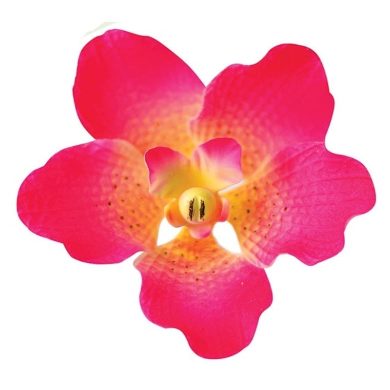 Vanda Orchid Hot Pink #92